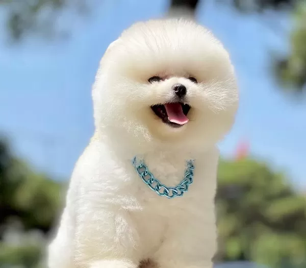 Pomeranian Boo Safkan Ayı Surat Yavrularımız