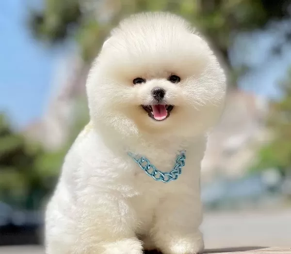 Pomeranian Boo Safkan Ayı Surat Yavrularımız