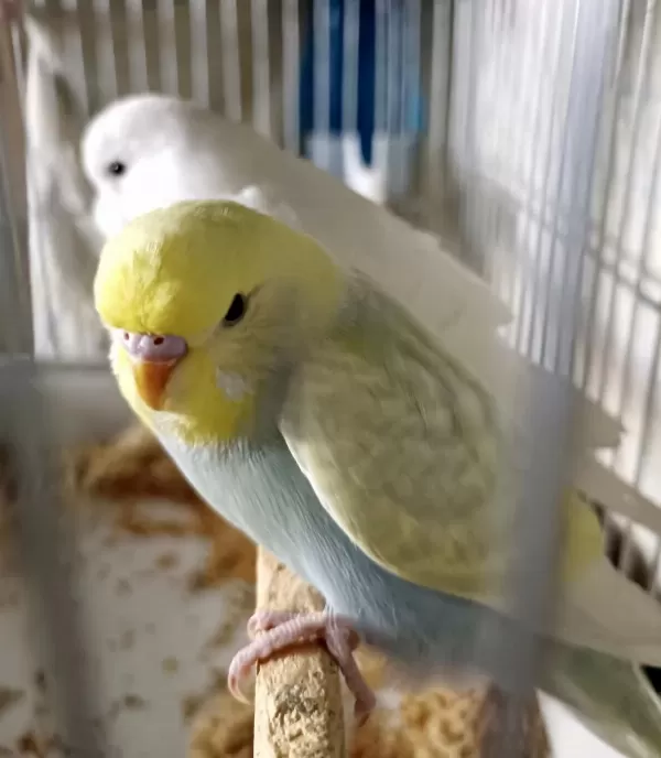 Yeni Yeme Düşmüş Dişi Ve Erkek Yavru Kuşumuz