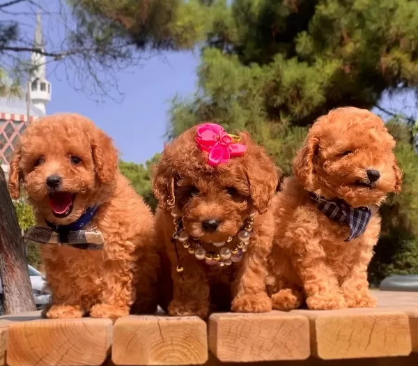 Toy Poodle Teacup Peluş Görünümlü Yavrularımız
