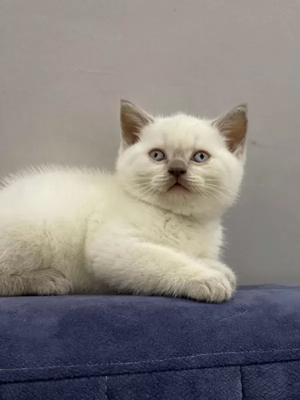 British Shorthair Yavrulari