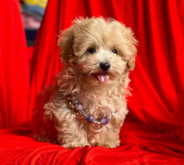 Maltipoo F2 Red Mini Boy Safkan Yavrularımız