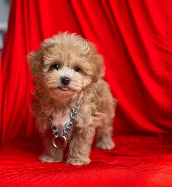 Maltipoo F2 Red Mini Boy Safkan Yavrularımız