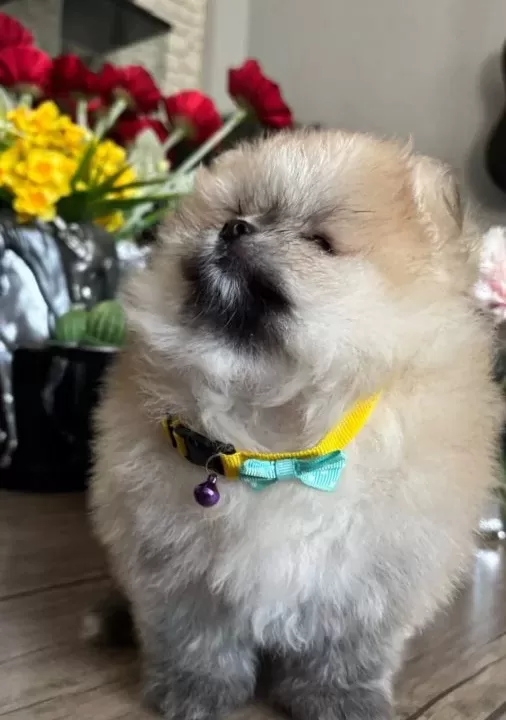 Saf Kan Pomeranian