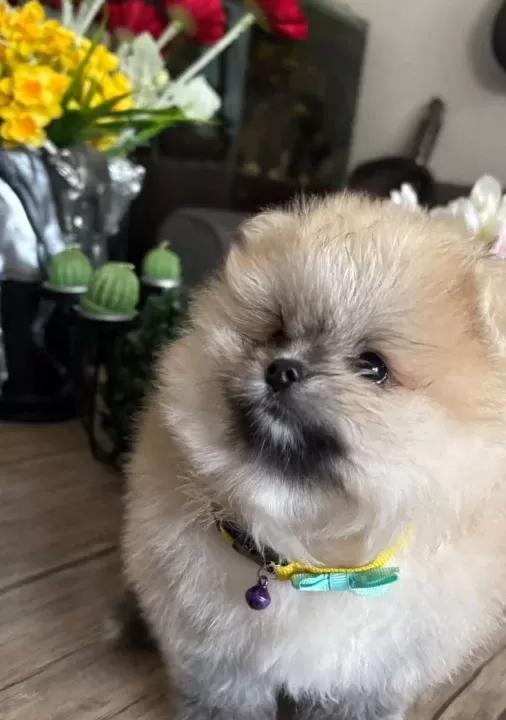 Saf Kan Pomeranian