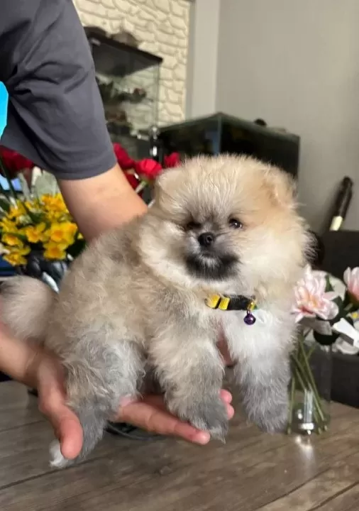 Saf Kan Pomeranian