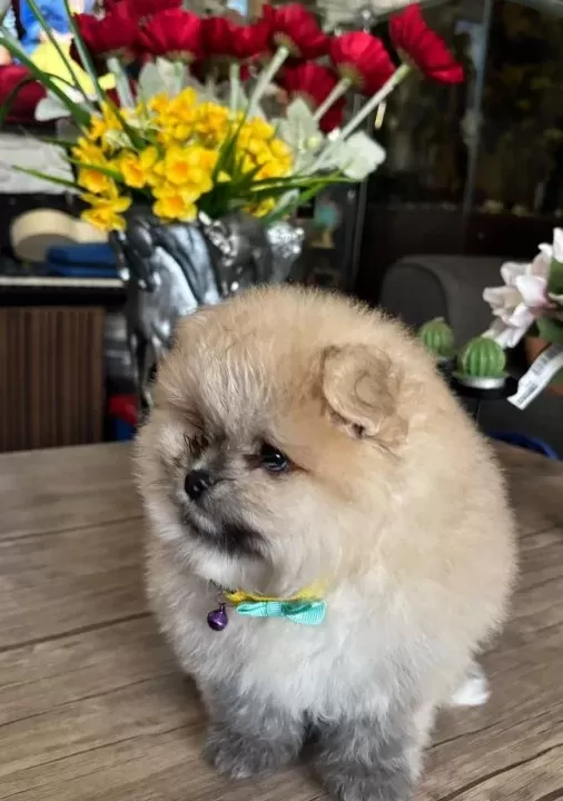 Saf Kan Pomeranian
