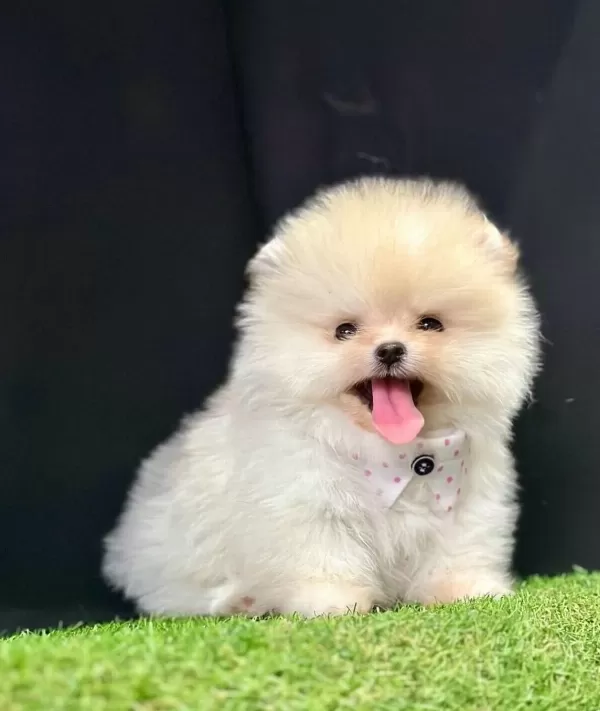 Pomeranian Boo Teddy Bear Safkan Yavrularımız