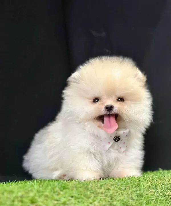 Pomeranian Boo Teddy Bear Safkan Yavrularımız