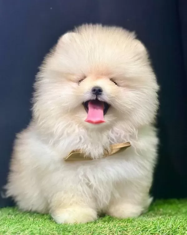 Pomeranian Boo Teddy Bear Safkan Yavrularımız