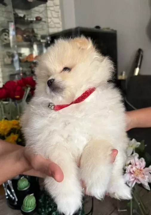 Saf Kan Pomeranian