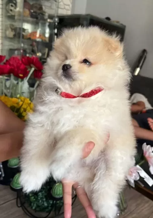 Saf Kan Pomeranian