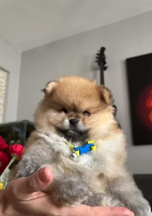 Saf Kan Pomeranian