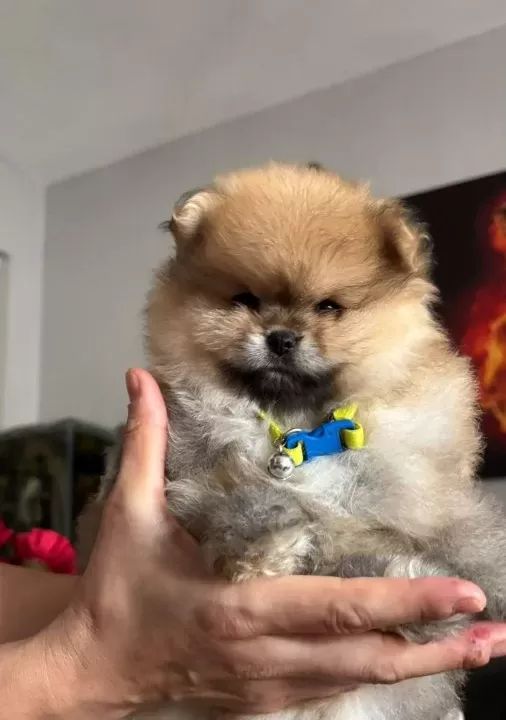 Saf Kan Pomeranian