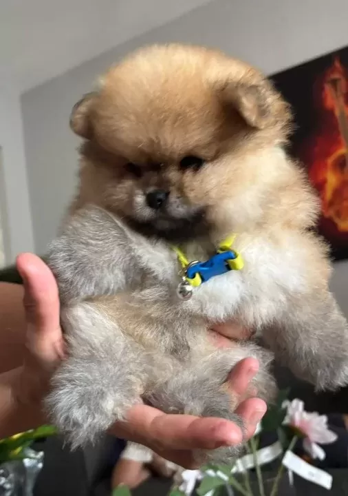 Saf Kan Pomeranian