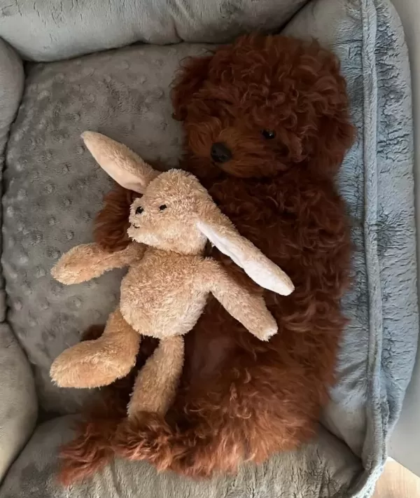Sağlıklı Toy Poodle