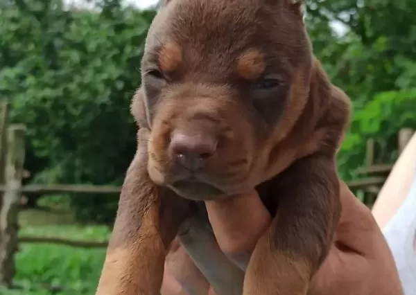 Üst Düzey Doberman Yavrular