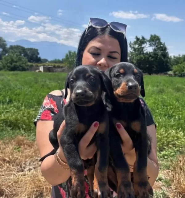 Mükemmel Safkan King Doberman Yavrularımız