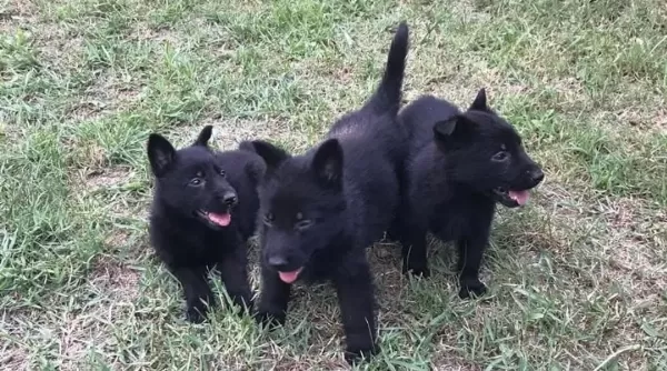 Solid Black Yavrular