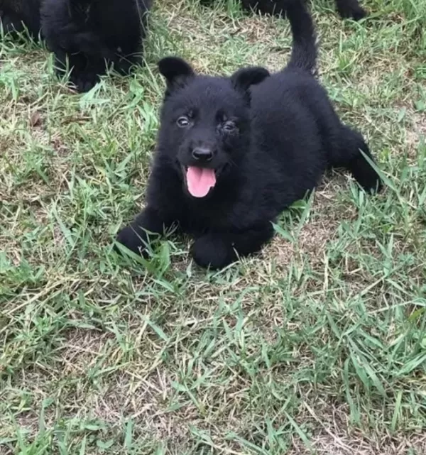 Solid Black Yavrular