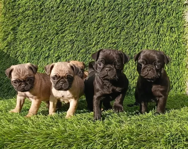 Pug Mobs Bebekler