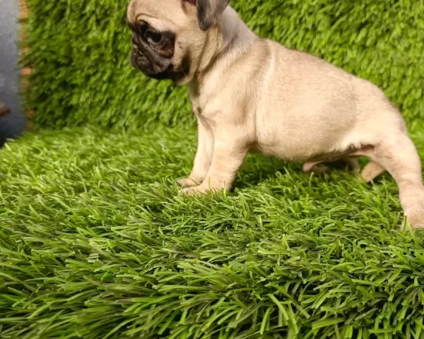 Pug Mobs Bebekler