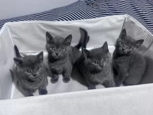 Safkan Russian Blue Yavrular Rezerveye Açık