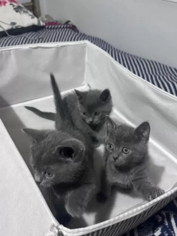 Safkan Russian Blue Yavrular Rezerveye Açık