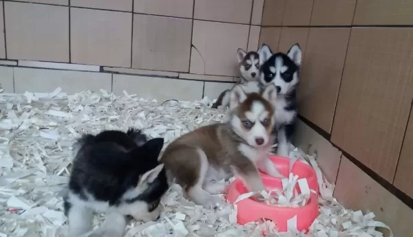 Husky Yavrulari Akkuş Üreti̇m Çi̇ftli̇ği̇nden
