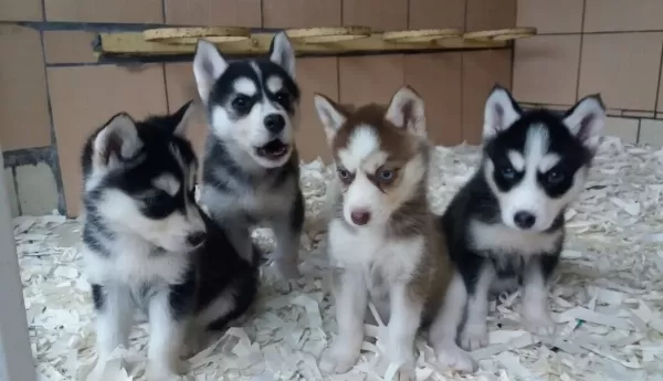 Husky Yavrulari Akkuş Üreti̇m Çi̇ftli̇ği̇nden