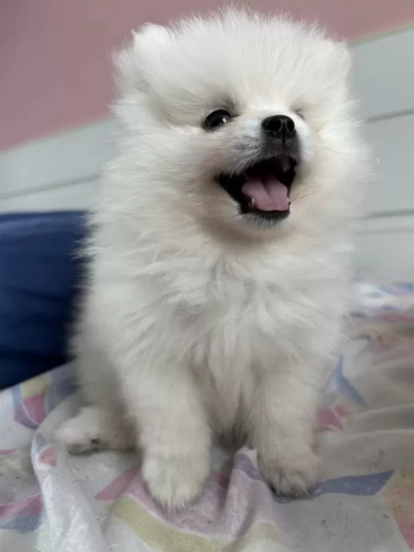 Dişi Pomeranian Boo 2 Aylık