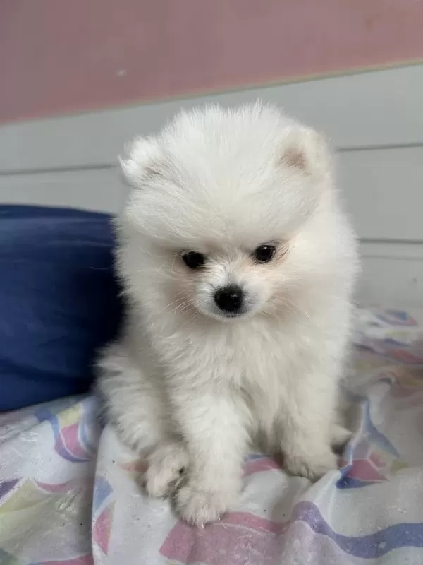 Dişi Pomeranian Boo 2 Aylık