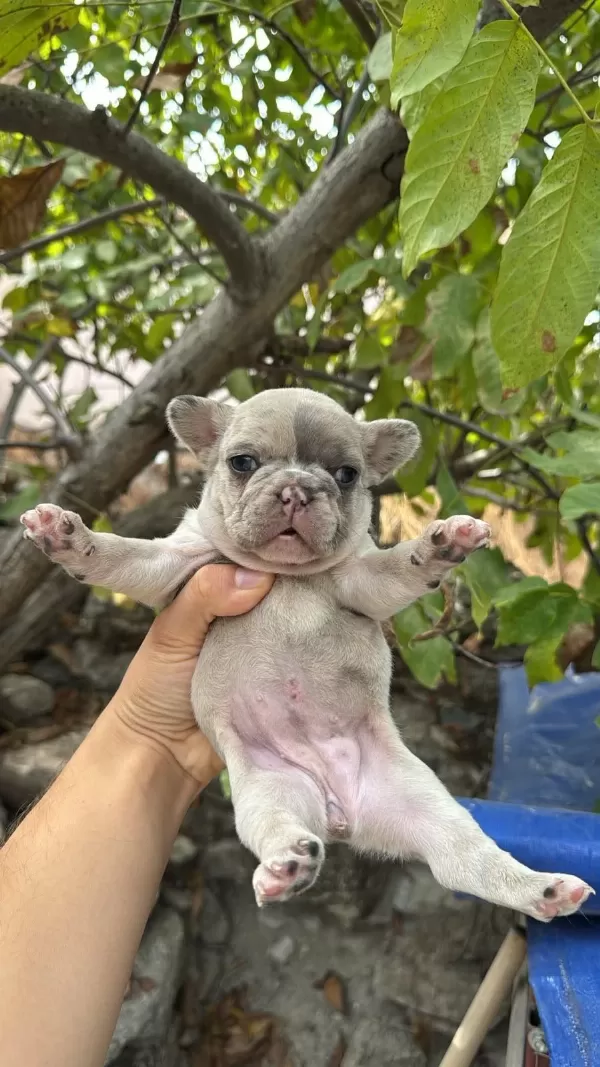 French Bulldog Sevenler