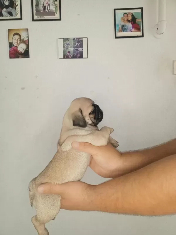 Harika Oyuncu Pug Bebekler