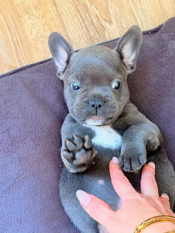 Mavi Gözlü Blue French Bulldog Bebekler