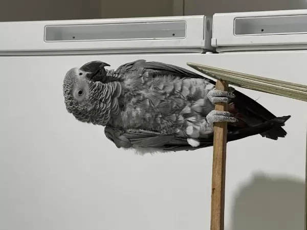 2,5 Yaşında Jako Ful Evcil Konuşuyor