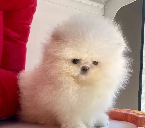 Pomeranian Boo Ayı Surat Show Kalite Yavrularımız