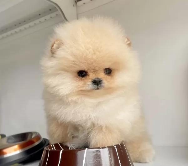 Pomeranian Boo Ayı Surat Show Kalite Yavrularımız