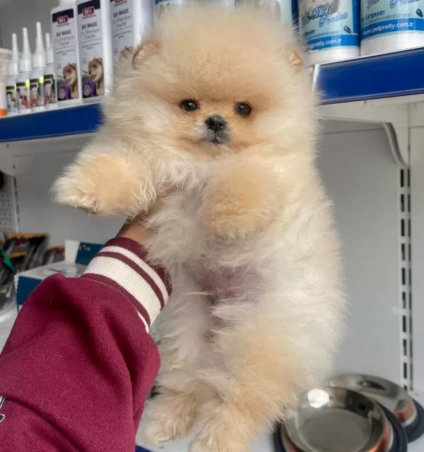 Pomeranian Boo Ayı Surat Show Kalite Yavrularımız