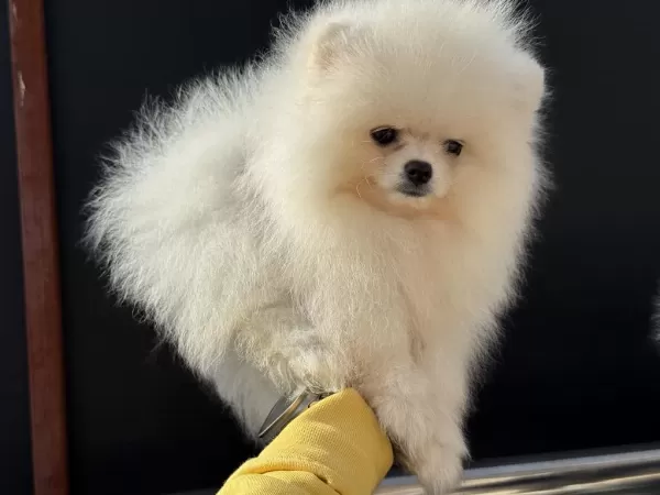 Çok Özel Gülen Surat Pomeranian Boo