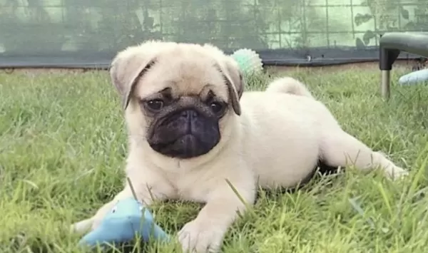 Pug Safkan Köpeğimiz