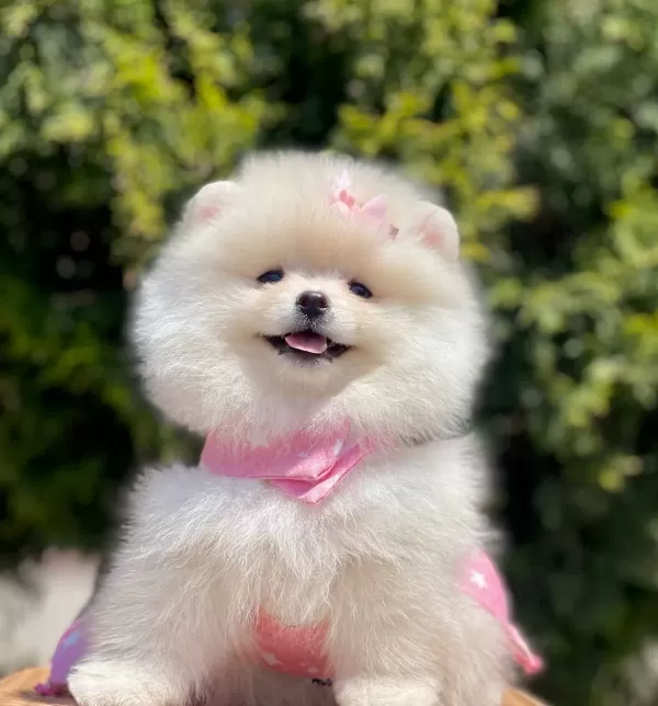 Pomeranian Boo Mini Bebek Surat Yavrularımız