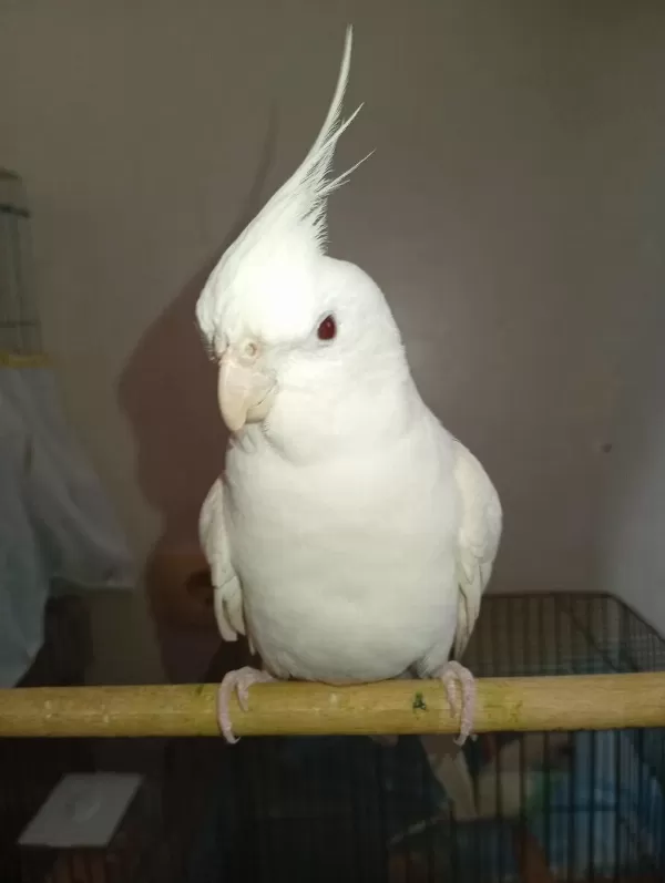 Evcil Konuşan Sultan Papağanı