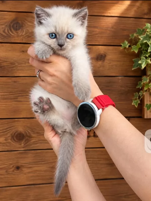 Safkan British Shorthair Yavru