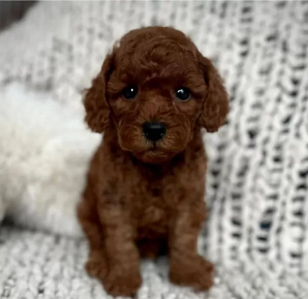 Ruhsatli Köpek Çiftliğinden Toy Poodle Yavrularimiz