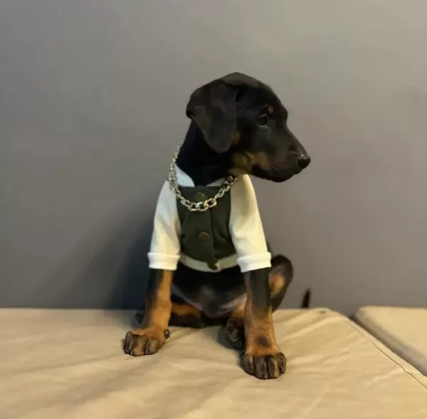 A Kalite Mağazamızdan Doberman King Yavrularımız