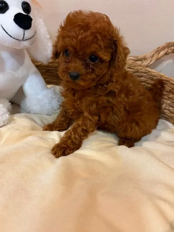İrk Garantili Toy Poodle Yavrularimiz