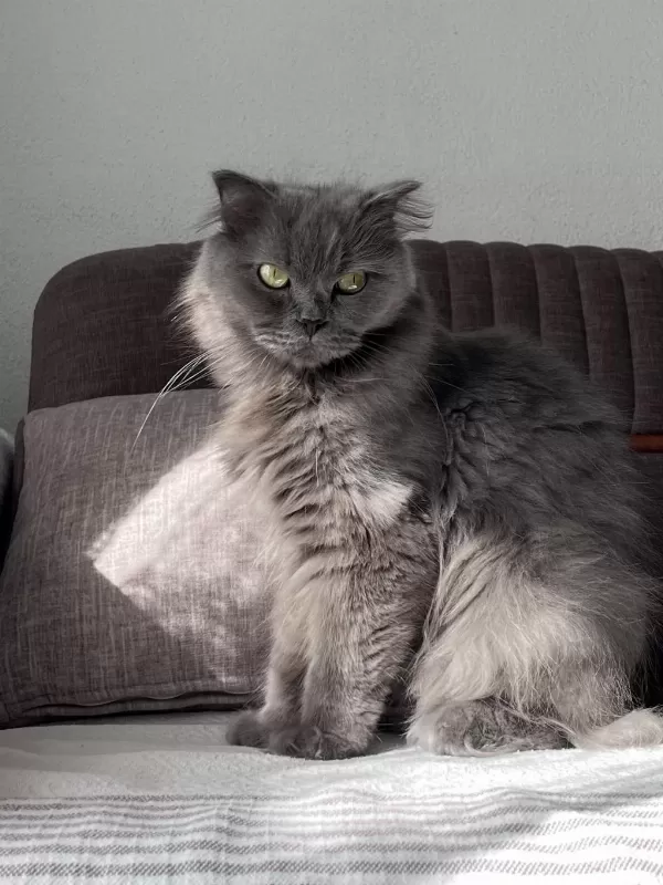Geçici Yuva Arıyorum British Longhair Kedime