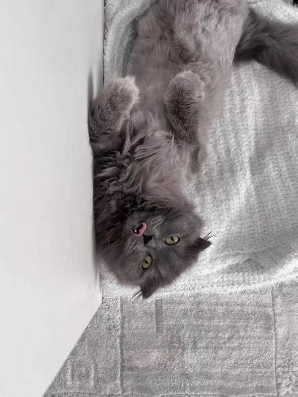 Geçici Yuva Arıyorum British Longhair Kedime