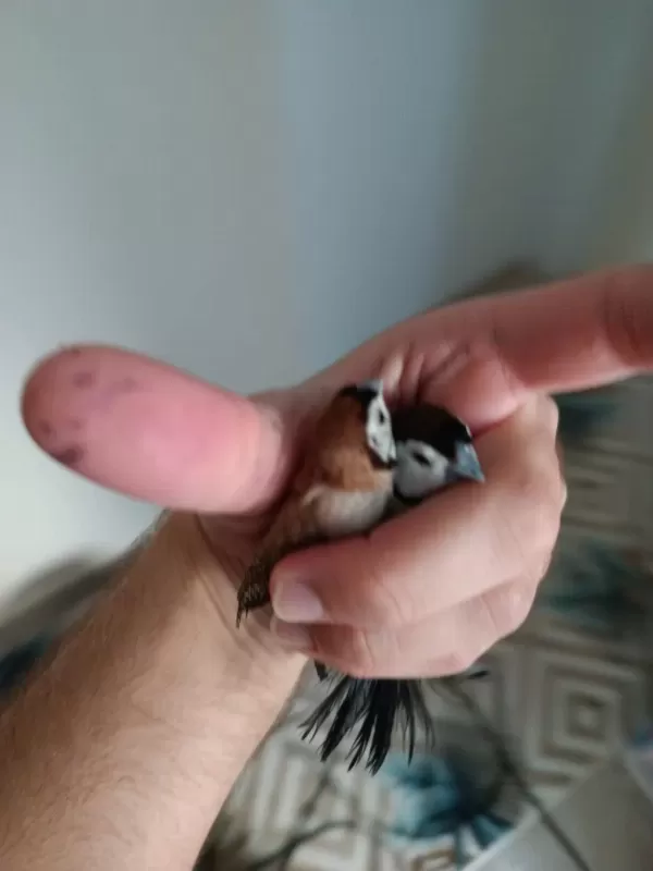 Baykuş İspinozu Çift